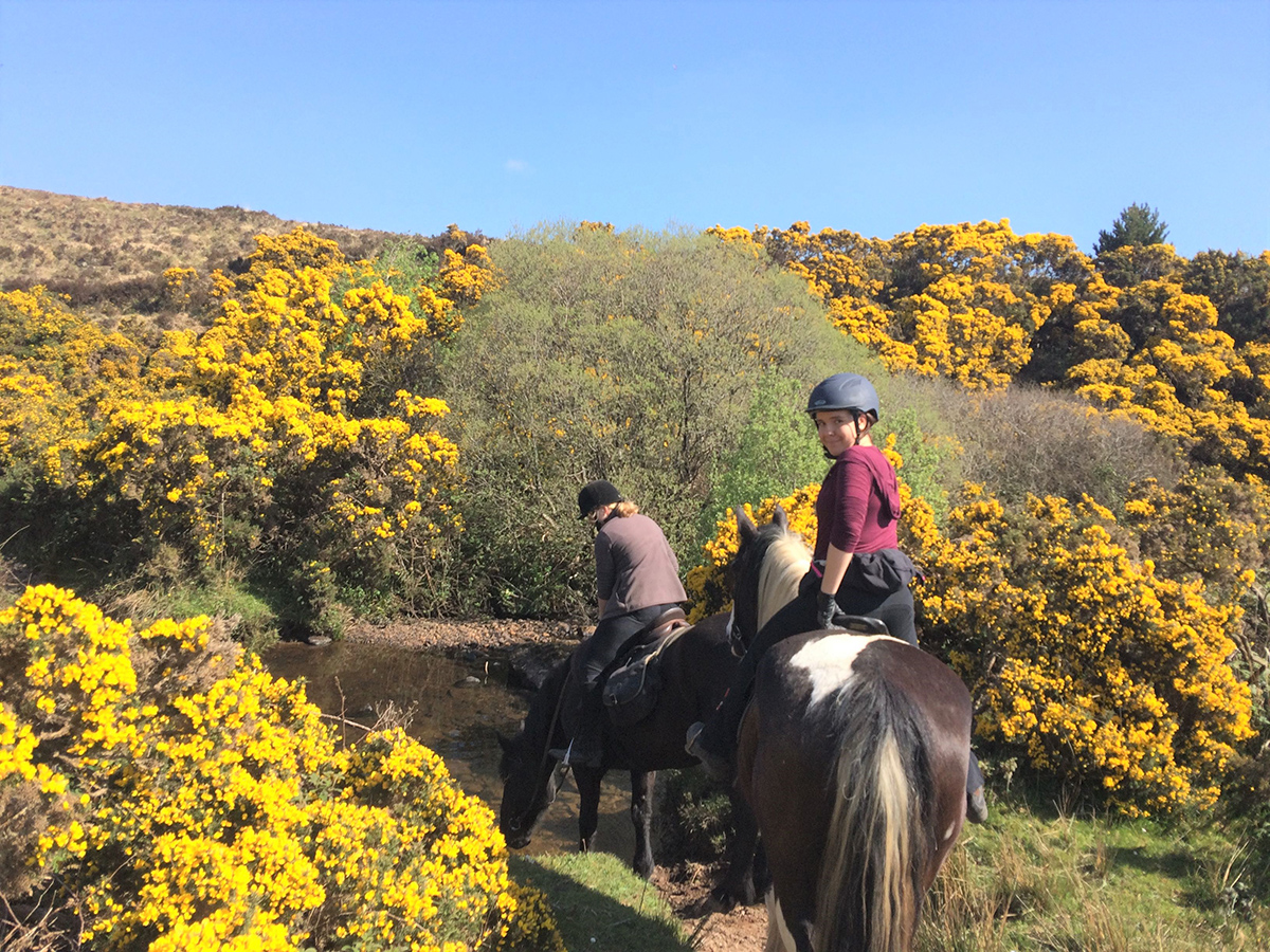 Horse Riding Ireland Galway Irish Horseback Riding Horse Riding Ireland Galway Irish Horseback Riding